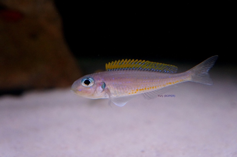 Xenotilapia flavipinnis 'Mutondwe (Crocodile) Island'